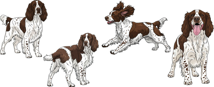 English Springer Spaniel dog standing happy running playful pose set