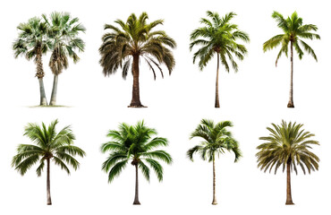 Obraz premium PNG Diverse tropical palm tree collection on transparent background