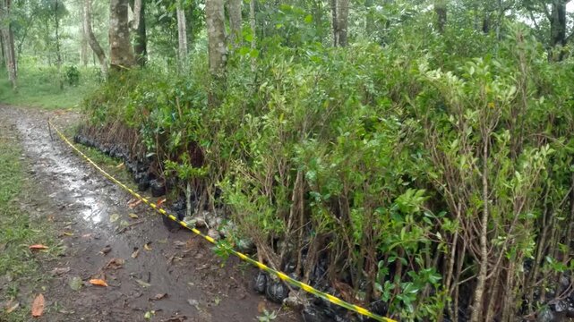 Rows of young tree saplings in black polybags ready for reforestation in a tropical forest.