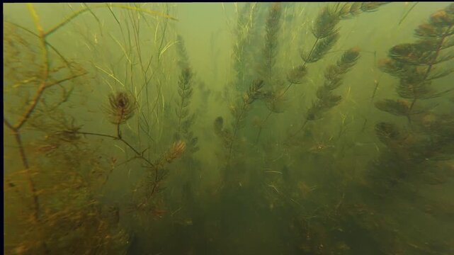 green algae bloom, hornwort aquatic plant, freshwater pond, bulrush sprout vegetation, organic silt substrate, low visible nutrient rich water, freshwater fishing ground biotope, environment explore