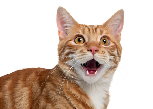 Tabby cat surprised open mouth whiskers furry pet isolated on transparent background