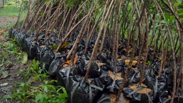 Rows of young tree saplings in black polybags ready for reforestation in a tropical forest.