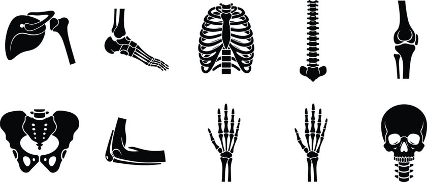 Human skeleton bones silhouette icons set anatomy medical collection illustration