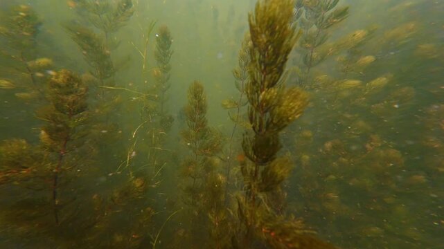 hornwort aquatic plant vegetation biotope, green algae bloom, sun ray play in low visibility water backlight, organic particle in nutrient rich freshwater fishing ground aquascape, mental relax