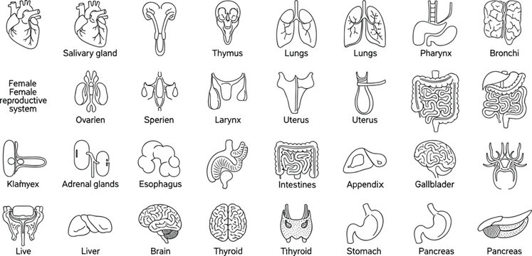 Human organs outline icons set anatomy medical healthcare collection illustration