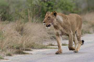 Fototapeta premium Female Lion walks along the road in Kruger National Park