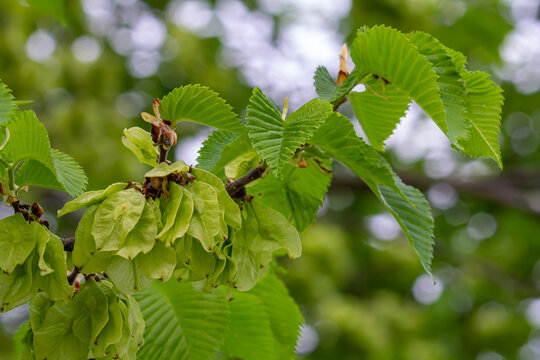 Close-up shot of the samara samarae of the Wych or Scots elm Ulmus glabra on the branches among green leaves in early spring
