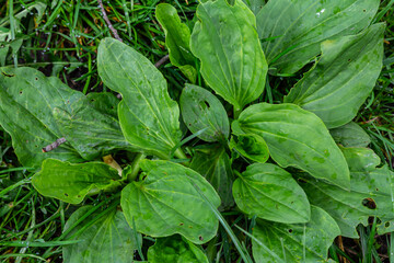 Greater Plantain, Waybread Plantago major tree and Thailand herb has medicinal properties in Common Plantain © Oleh Marchak