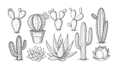 Hand drawn collection of various desert succulents and cacti cactus plant nature © Mosta