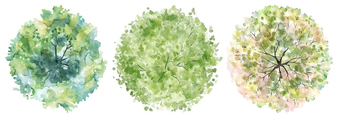 Naklejka premium PNG Watercolor tree top views on transparent background