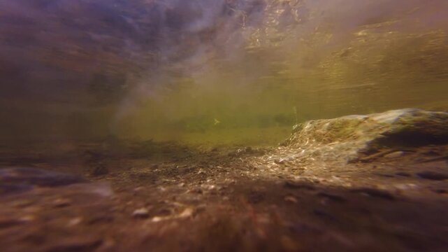 aquatic stream biotope, green algae bloom, silt sediment substrate bottom, sun ray play in clear water, diving in organic particle in nutrient rich freshwater, surface wave reflection, mental relax