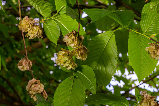 Close-up shot of the samara samarae of the Wych or Scots elm Ulmus glabra on the branches among green leaves in early spring