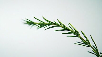 Fototapeta premium Fresh rosemary sprig, close-up, white background, culinary herb.