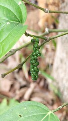 Black pepper. A lush green peppercorn.