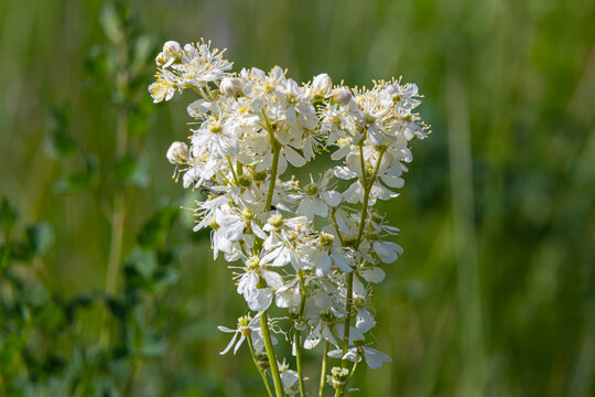 Filipendula vulgaris blooming in early summer in a pasture. Commonly known as dropwort or fern-leaf dropwort, is a perennial herbaceous plant in the family Rosaceae