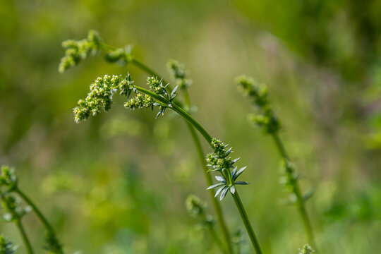 Beautiful blooming white bedstraw in June, galium album