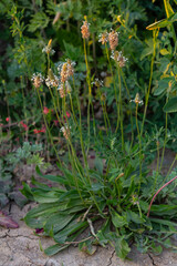 A close up of the wildflower Ribwort plantain, Plantago lanceolata
