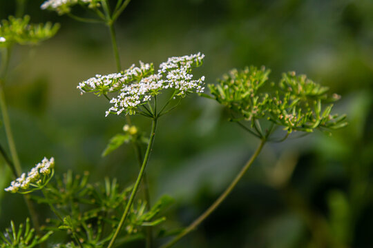Chaerophyllum aureum Golden Chervil Golden Chervil