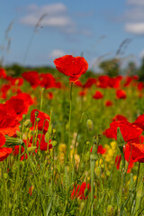Obraz premium Papaver rhoeas or common poppy, red poppy is an annual herbaceous flowering plant in the poppy family, Papaveraceae, with red petals