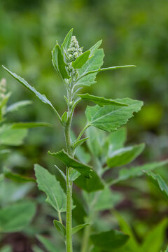 Chenopodium album, edible plant, common names include lamb's quarters, melde, goosefoot, white goosefoot, wild spinach, bathua and fat-hen