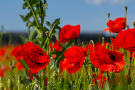Papaver rhoeas or common poppy, red poppy is an annual herbaceous flowering plant in the poppy family, Papaveraceae, with red petals