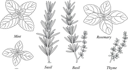 Collection of five different culinary herbs including mint basil rosemary thyme and sasil depicted in black and white line art drawing style © Malik 