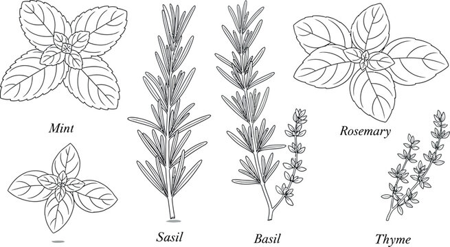 Collection of five different culinary herbs including mint basil rosemary thyme and sasil depicted in black and white line art drawing style