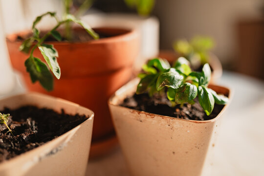 A young basil herb plant growing in a small pot