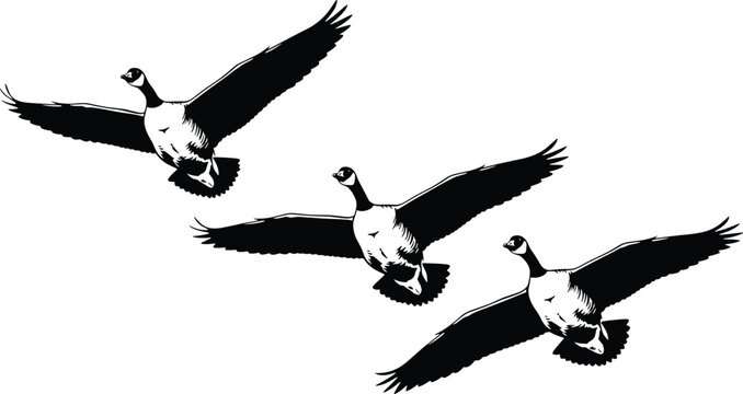 A professional vector illustration featuring a group of Canadian geese flying in formation with detailed wings spread across a white background perfect for nature conservation