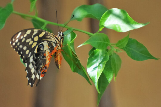 Papillon couvert de pollen