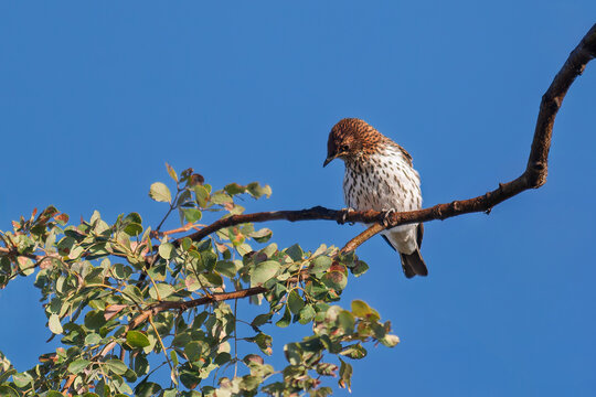 Namibia - Bagani - Okavango River - Female Violet-Backed Starling (Cinnyricinclus leucogaster) on Branch