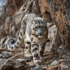 Obraz premium Snow Leopard Walking on Rocky Mountain Terrain in Natural Wildlife Habitat