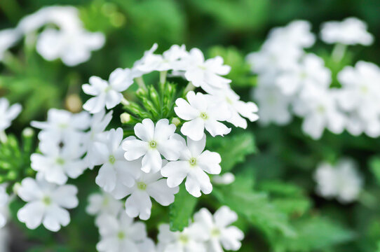 Garden verbena, Quartz Blue or Verbena or  Verbena bonariensis or Verbena hybrida Groenl and Rumpler or  verbenaceae or white verbena