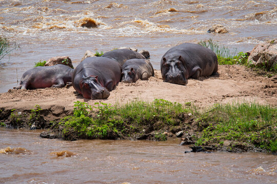hippopotamuses laying along river in serengeti national park tanzania