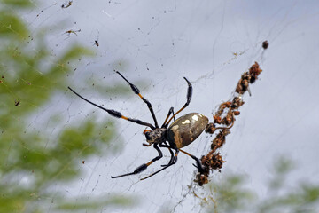 Araign&eacute;e sur sa toile