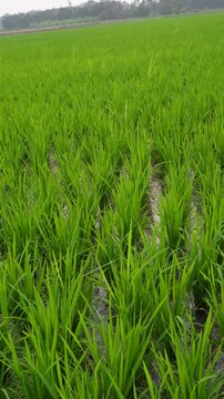 Green Rice Paddy Field