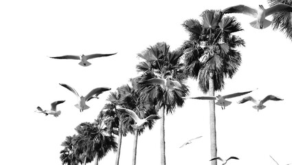 Isolated flock of birds, European barn swallows fly together in daylight, beautiful avian