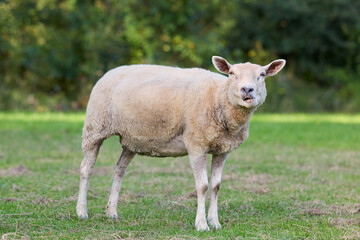 Obraz premium A curious light-colored sheep stands in a vibrant green pasture, looking directly at the camera with a slightly open mouth. Lush trees blur in the background, highlighting the serene rural setting.