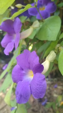 Purple Flower Macro Close Up  in Natural Garden, (Thunbergia erecta) Tropical Floral Bloom with Green Leaves Background