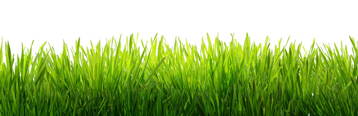 Obraz premium Fresh green grass isolated on a white background, symbolizing nature, growth, and renewal.