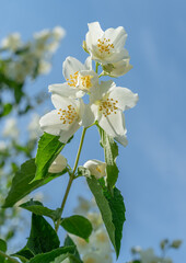 White jasmine flowers blooming on a jasmine bush (Philadelphus) against a clear blue sky.