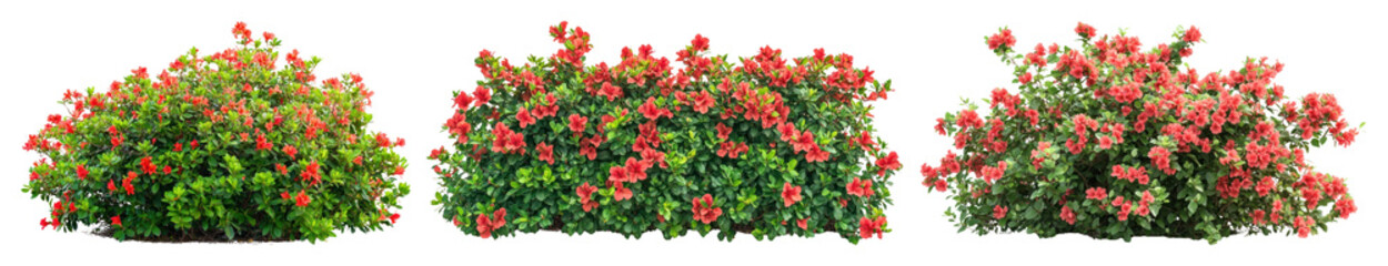 Naklejka premium PNG Vibrant blooming hibiscus bushes, element set on transparent background