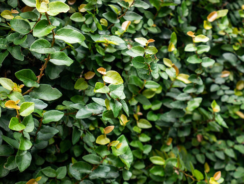 Round sea grape leaves growing densely in a tropical garden environment. The distinctive foliage creates a beautiful botanical texture.