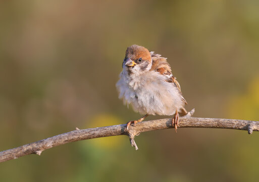 Juvenile Eurasian tree sparrow (Passer montanus) with ruffled feathers and yellow gape perched on a branch.