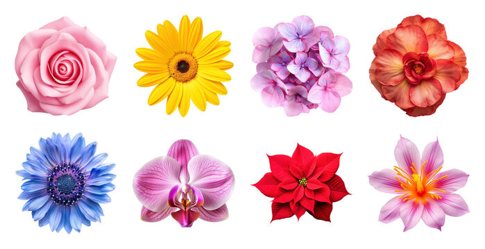 PNG Vibrant floral collection variety on transparent background