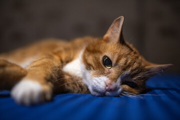 Ginger cat with white paws lying on a blue bedspread, showcasing a relaxed posture and soft fur texture in a cozy indoor setting