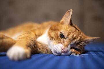 Ginger cat with white paws lying on a blue bedspread, showcasing a relaxed posture and soft fur texture in a cozy indoor setting © shymar27