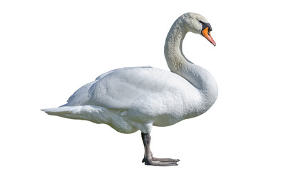 Fototapeta premium Isolated elegant mute swan standing, profile view of beautiful majestic white waterfowl