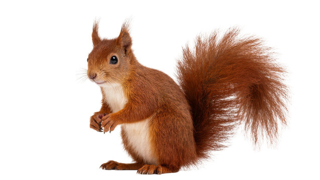 Isolated red squirrel standing with its characteristic fluffy tail and curious expression