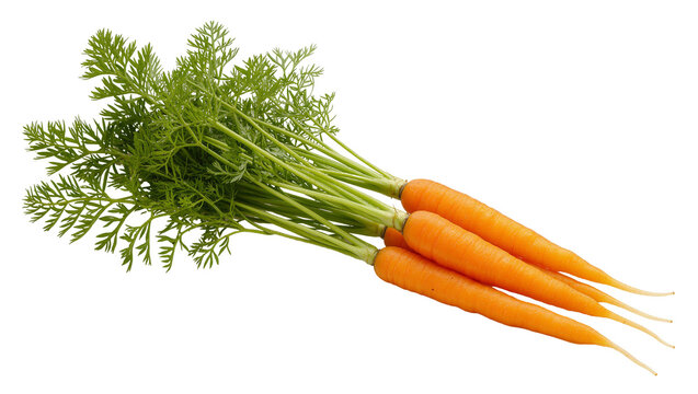 Isolated bunch of fresh organic carrots with vibrant green tops, perfect healthy food ingredient